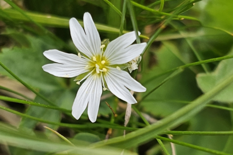 Céraiste