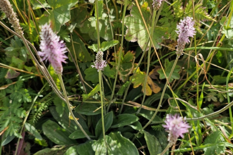 Plantain