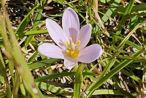 Colchique