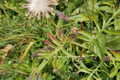Centaurée ( fanée )