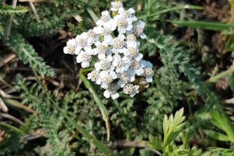 Achillee-millefeuille