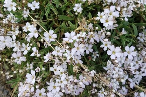 Gypsophile