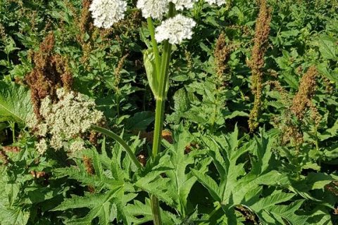 Heracleum