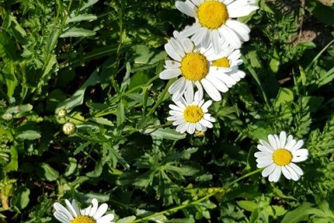 Marguerite