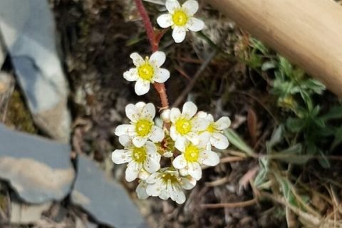 Saxifrage