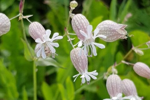 Silene-vulgaris