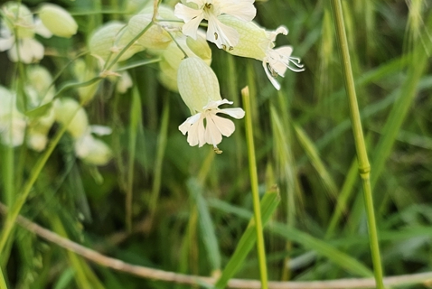 Silene