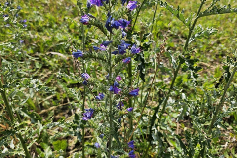 Vipérine