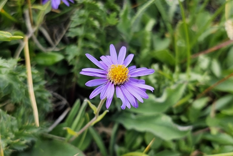Aster des Alpes