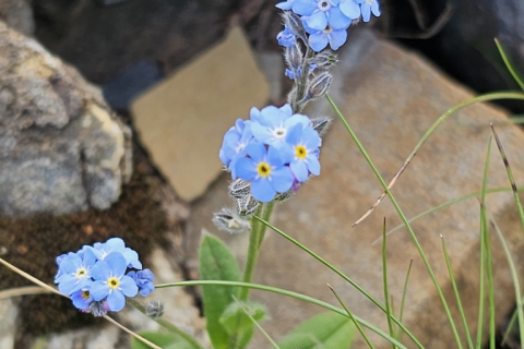 Myosotis alpestre
