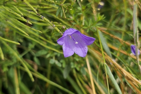 Campanule