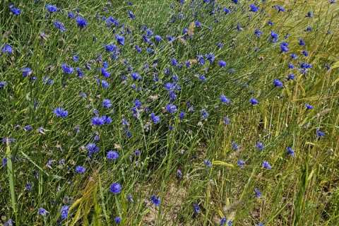 Bleuets