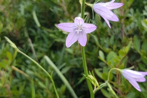 Campanule
