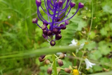Muscari-a-toupet