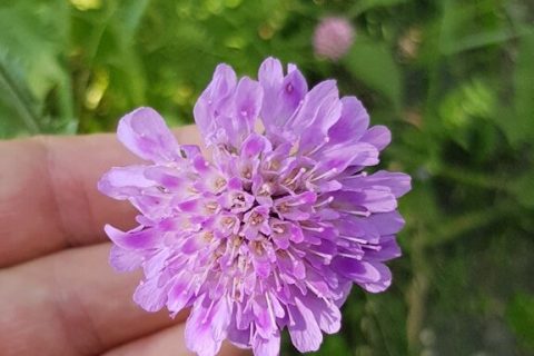 Scabieuse