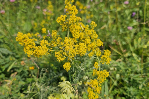 Caille lait jaune