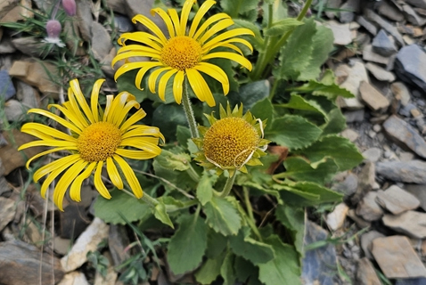 Doronic à grandes fleurs