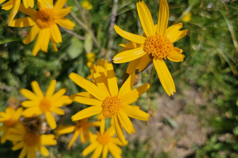 Arnica des montagnes