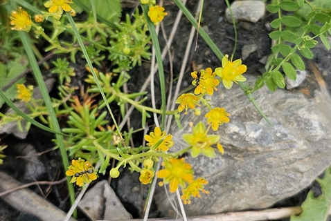 Saxifrage ( faux Orpin )