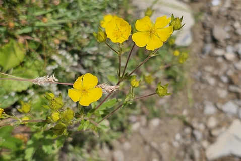 Potentille