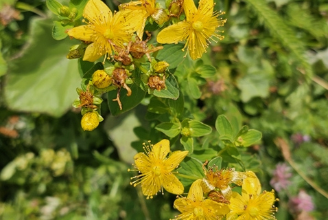 Millepertuis