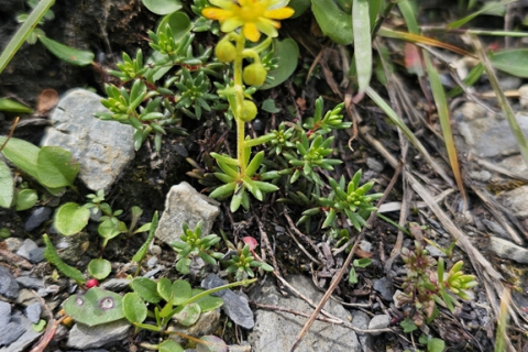 Saxifrage ( Faux orpin )
