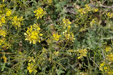 Fausse Roquette