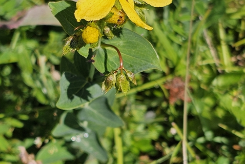 Millepertuis