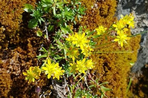 Saxifrage-jaune