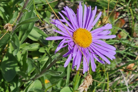 1_Aster-des-Alpes