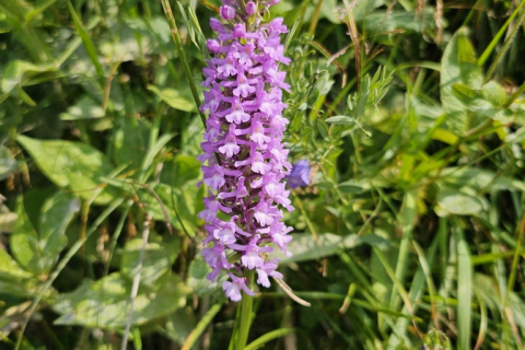 Orchis moucheron