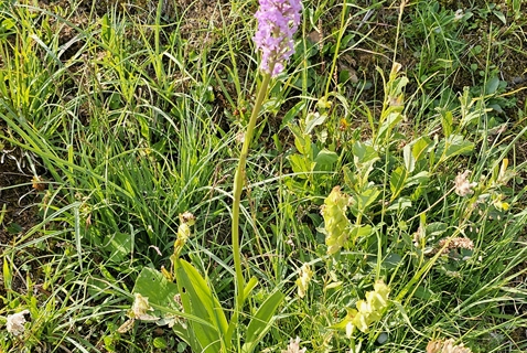 Orchis moucheron