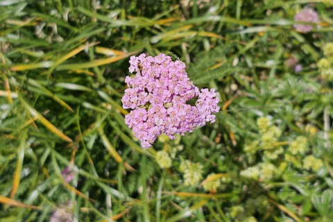 Achillée rose