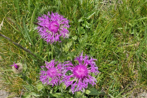 Centaurée