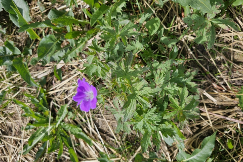 Géranium des bois