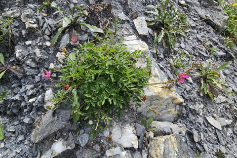 Sainfoin ou Esparsette