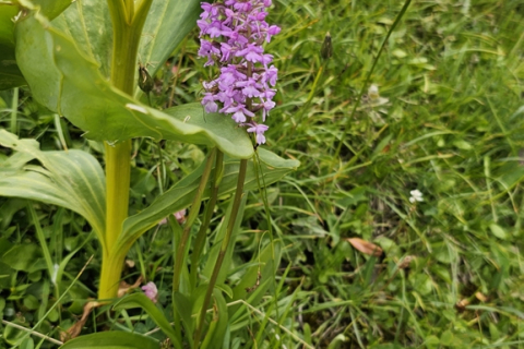 Orchis