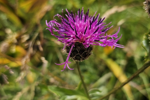 Centaurée