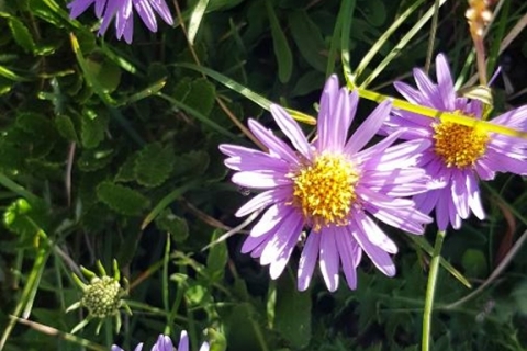 Aster-des-Alpes