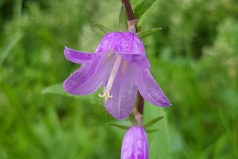 Campanule