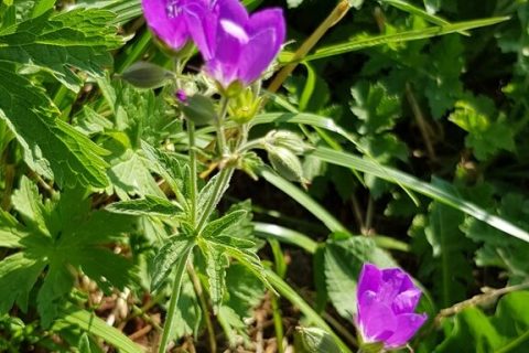 Geranium