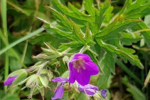 Geranium