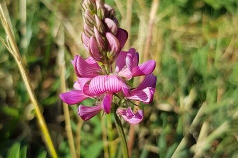 Sainfoin