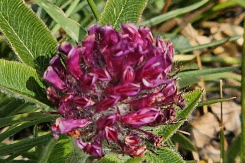 Trèfle Alpestre