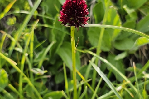 Orchis vanille