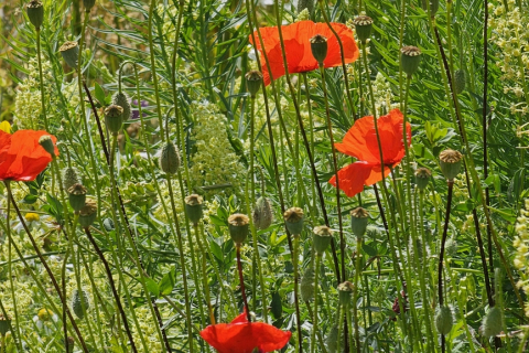 Coquelicot