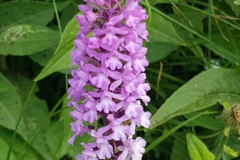 Orchis-moucheron