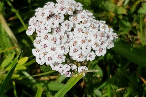 Achillée-millefeuille-ou-noble