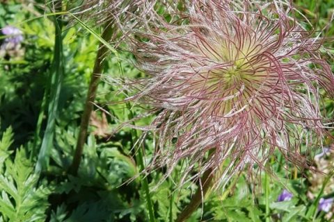 Anemone-des-Alpes
