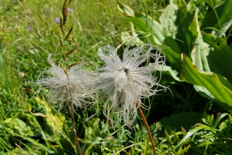 Anemone-des-Alpes